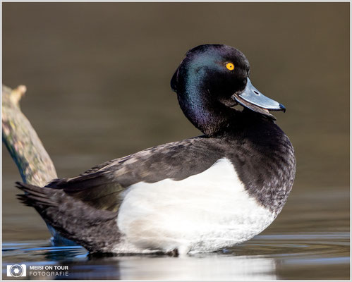 Reiherente  |  Canon EOS R6, EF 300 f/2,8 L IS II USM mit Telekonverter 2x (600 mm), ISO 800, 1/2500s, f/6,3
