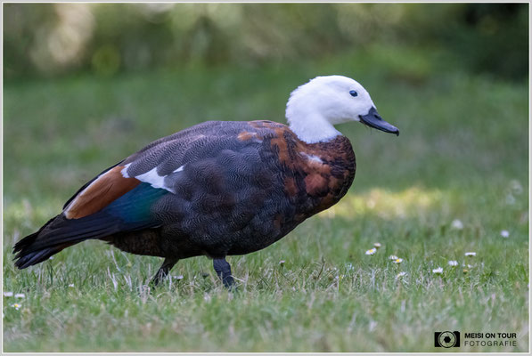 Paradiesente  |  Nikon Z9, NIKKOR Z 100–400 mm 1:4,5–5,6 VR S mit TC2,0x (800 mm), ISO 4000, 1/500s, f/11