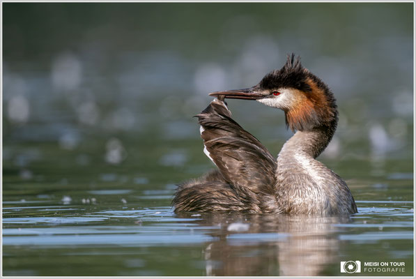 Haubentaucher  |  Nikon Z9, NIKKOR Z 800 mm 1:6,3 VR S mit TC1,4x (1120 mm), ISO 1100, 1/2000s, f/9
