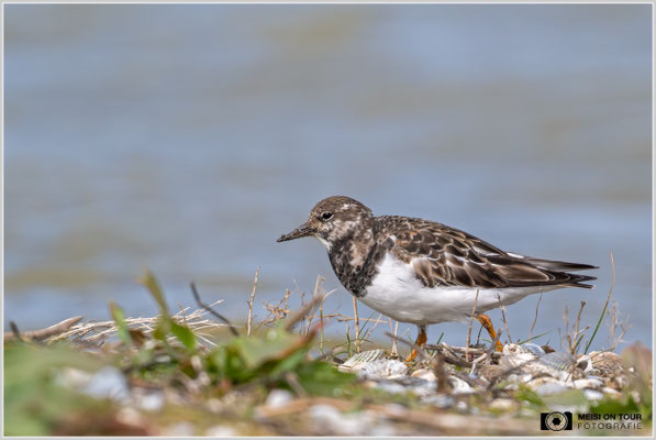Steinwälzer  |  Nikon Z9, NIKKOR Z 800 mm 1:6,3 VR S mit TC1,4x (1120 mm), ISO 2000, 1/4000s, f/9