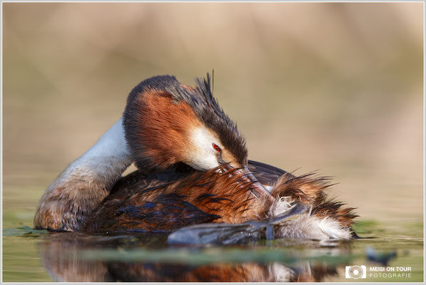 Haubentaucher  |  Canon EOS-6D, EF 300 f/2,8 L IS II USM mit Telekonverter 1,4x (420 mm), ISO 500, 1/800s, f/5,6, Reissack, Winkelsucher