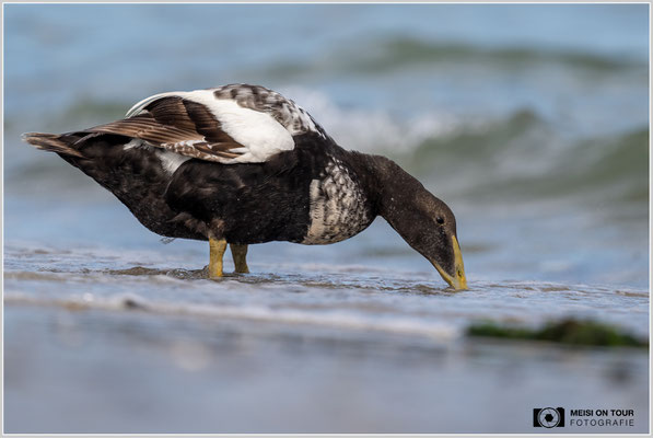 Eiderente  |  Nikon Z9, NIKKOR Z 800 mm 1:6,3 VR S, ISO 640, 1/2000s, f/6,3