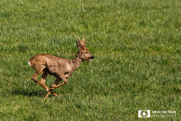 Reh  |  Canon EOS-5D Mark IV, EF 300 f/2,8 L IS II USM mit Telekonverter 2x III (600 mm), ISO 400, 1/2000s, f/7,1, Einbeinstativ