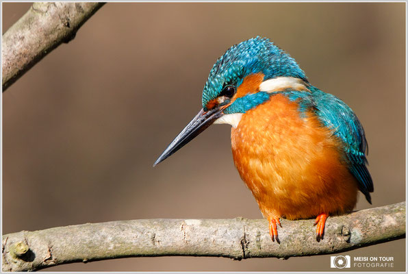 Eisvogel  |  Canon EOS-5D Mark IV, EF 300 f/2,8 L IS II USM mit Telekonverter 2x III (600 mm), ISO 2000, 1/2500s, f/8, Einbeinstativ