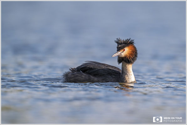 Haubentaucher  |  Nikon Z9, NIKKOR Z 800 mm 1:6,3 VR S, ISO 280, 1/1600s, f/6,3