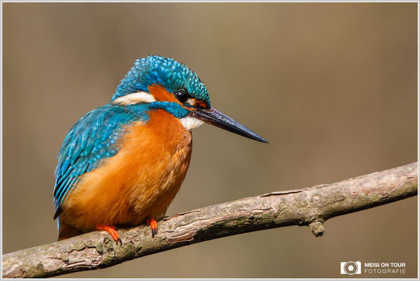 Eisvogel  |  Canon EOS-5D Mark IV, EF 300 f/2,8 L IS II USM mit Telekonverter 2x III (600 mm), ISO 1000, 1/800s, f/10, Einbeinstativ