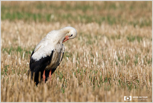 Weißstorch  |  Canon EOS-7D Mark II, EF 300 f/2,8 L IS II USM mit Telekonverter 2x III (600 mm), ISO 125, 1/1000s, f/6,3, Einbeinstativ