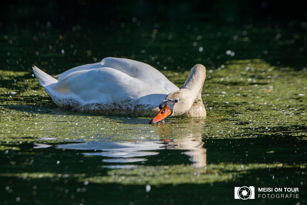Höckerschwan  |  Canon EOS-5D Mark IV, EF 300 f/2,8 L IS II USM mit Telekonverter 2x III (600 mm), ISO 500, 1/1600s, f/7,1, Einbeinstativ