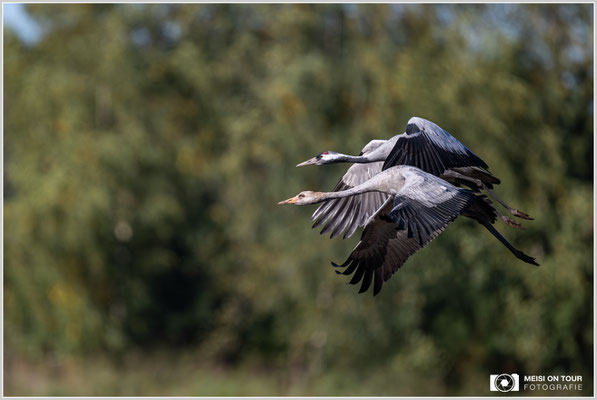 Kranich mit Jungtier beim Anflug |  Nikon Z9, NIKKOR Z 800 mm 1:6,3 VR S mit TC1,4x (1120 mm), ISO 720, 1/1600s, f/9