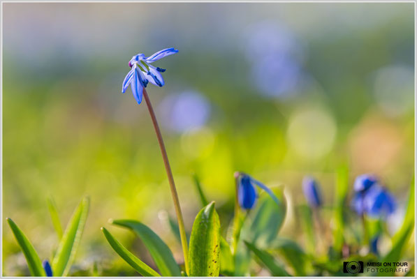 Blaustern  |  Nikon Z8, Sony FE 70-200mm F4 Macro G OSS II (153mm), ISO 100, 1/160s, f/4