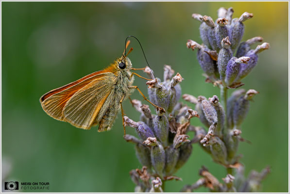 Dickkopffalter |  Nikon Z8, NIKKOR Z MC 105 1:2,8 VR S, ISO 1000, 1/1250s, f/8