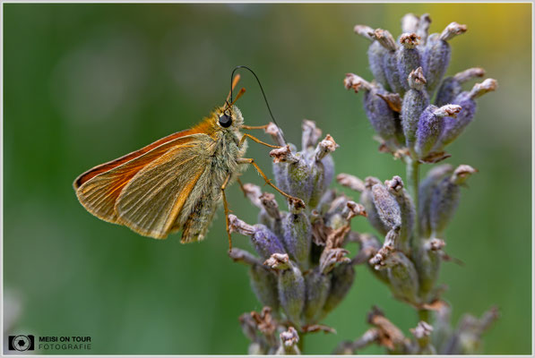 Dickkopffalter |  Nikon Z8, NIKKOR Z MC 105 1:2,8 VR S, ISO 1000, 1/1250s, f/8