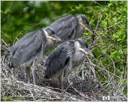 Graureiher-Jungtiere  |  Nikon Z8, NIKKOR Z 800 mm 1:6,3 VR S mit TC1,4x (1120 mm), ISO 1600, 1/1250s, f/9