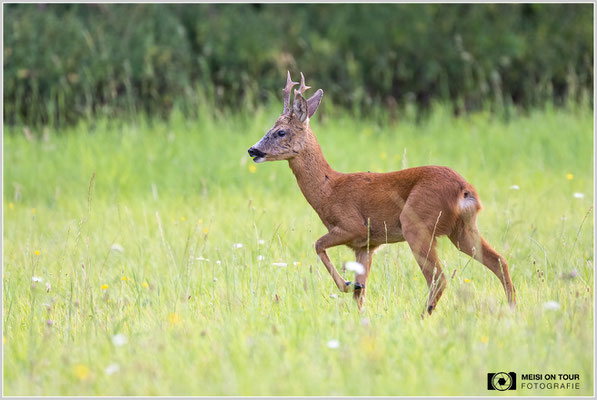 Rehbock  |  Nikon Z9, NIKKOR Z 100–400 mm 1:4,5–5,6 VR S (400 mm), ISO 800, 1/250s, f/5,6