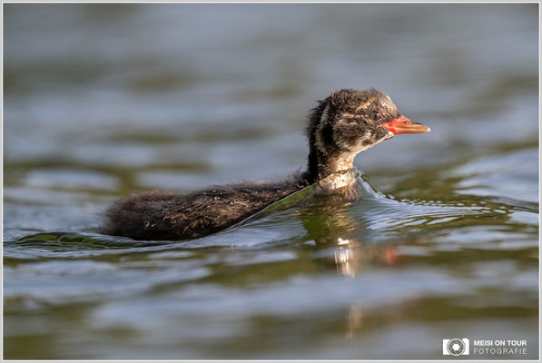 Zwergtaucher  |  Nikon Z9, NIKKOR Z 800 mm 1:6,3 VR S mit TC1,4x (1120 mm), ISO 1600, 1/1250s, f/9