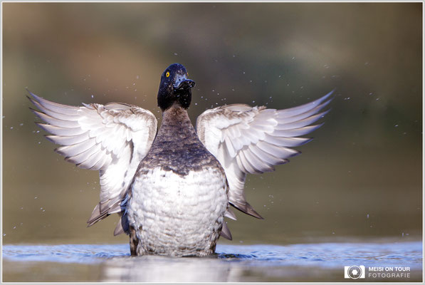 Reiherente  |  Canon EOS-5D Mark IV, EF 300 f/2,8 L IS II USM mit Telekonverter 2x (600 mm), ISO 800, 1/1600s, f/6,3, Reissack, Winkelsucher