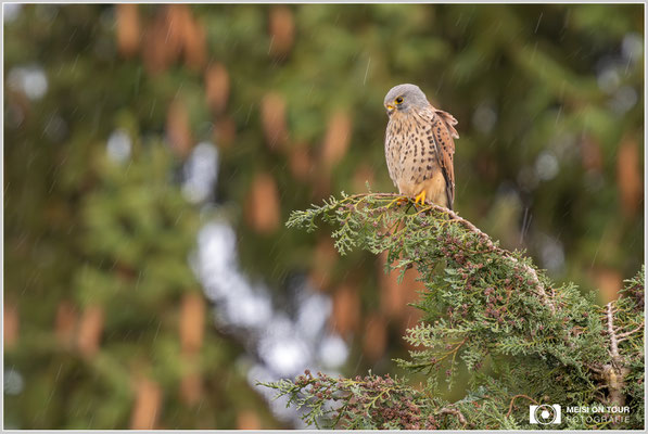Turmfalke  |  Nikon Z9, NIKKOR Z 800 mm 1:6,3 VR S mit TC2,0x (1600 mm), ISO 1600, 1/160s, f/13