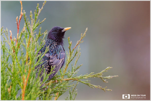Star  |  Canon EOS-5D Mark IV, EF 300 f/2,8 L IS II USM mit Telekonverter 2x III (600 mm), ISO 1000, 1/640s, f/5,6, Einbeinstativ