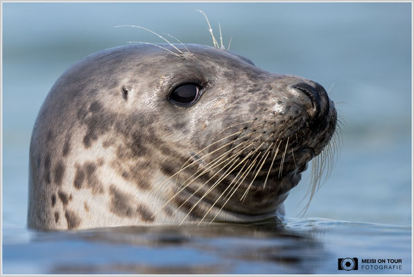 Kegelrobbe  |  Nikon Z9, NIKKOR Z 800 mm 1:6,3 VR S, ISO 900, 1/2000s, f/6,3