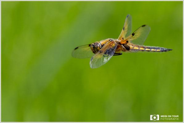 Vierfleck  |  Nikon Z9, NIKKOR Z 100–400 mm 1:4,5–5,6 VR S (350 mm), ISO 1250, 1/2500s, f/8
