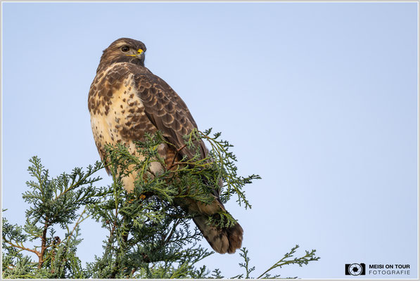 Mäusebussard  |  Nikon Z9, NIKKOR Z 800 mm 1:6,3 VR S, ISO 720, 1/1250s, f/6,3