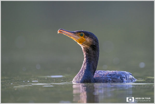 Kormoran  |  Nikon Z8, NIKKOR Z 800 mm 1:6,3 VR S mit TC1,4x (1120 mm), ISO 4000, 1/1000s, f/9