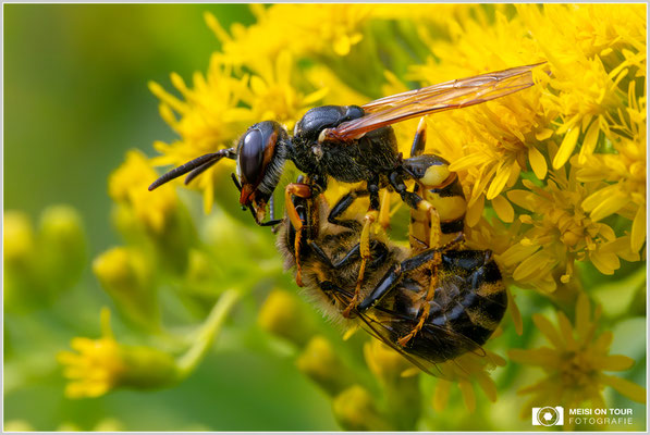 Bienenwolf mit erbeuteter Biene |  Nikon Z8, NIKKOR Z MC 105 1:2,8 VR S, ISO 4500, 1/1250s, f/13