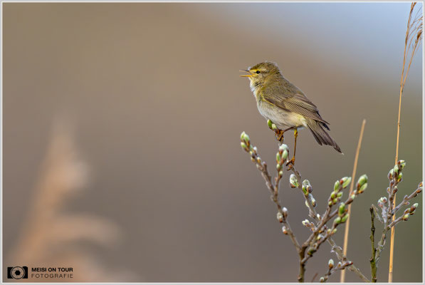 Fitis  |  Nikon Z9, NIKKOR Z 800 mm 1:6,3 VR S mit TC1,4x (1120 mm), ISO 2500, 1/1600s, f/9