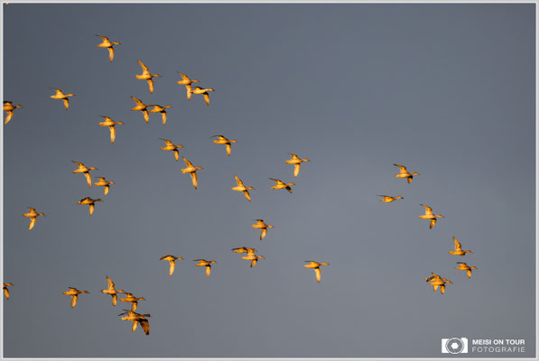 Enten beim morgentlichen Anflug zu den Futterplätzen  |  Nikon Z9, NIKKOR Z 800 mm 1:6,3 VR S, ISO 2800, 1/1250s, f/6,3