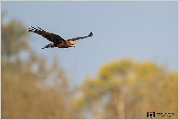 Rohrweihe  |  Nikon Z9, NIKKOR Z 800 mm 1:6,3 VR S mit TC1,4x (1120 mm), ISO 1100, 1/2000s, f/9