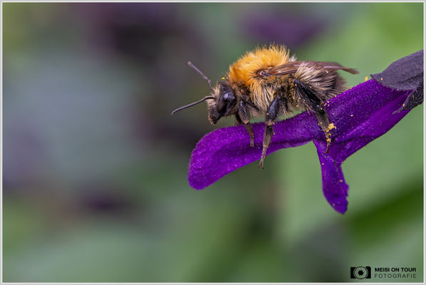 Ackerhummel auf Guarani-Salbei |  Nikon Z9, NIKKOR Z MC 105 1:2,8 VR S, ISO 5000, 1/400s, f/11
