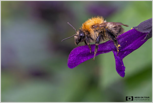 Ackerhummel auf Guarani-Salbei |  Nikon Z9, NIKKOR Z MC 105 1:2,8 VR S, ISO 5000, 1/400s, f/11