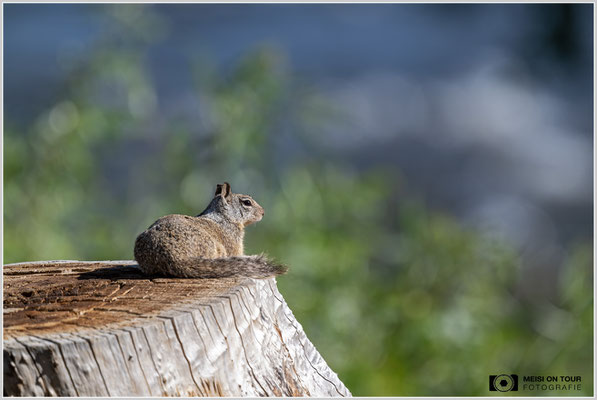 Kalifornischer Ziesel in Kernville | Nikon Z9, NIKKOR Z 800 mm 1:6,3 VR S mit TC1,4x (1120 mm), ISO 640, 1/1250s, f/9