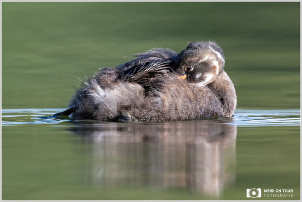 Zwergtaucher  |  Nikon Z8, NIKKOR Z 800 mm 1:6,3 VR S mit TC1,4x (1120 mm), ISO 1250, 1/1000s, f/9