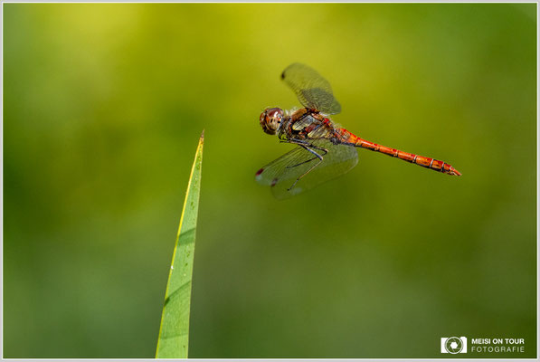 Große Heidelibelle  |  Nikon Z9, NIKKOR Z 100–400 mm 1:4,5–5,6 VR S (300 mm), ISO 1600, 1/3200s, f/8