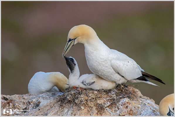 Basstölpelfamilie  |  Nikon Z9, NIKKOR Z 800 mm 1:6,3 VR S mit TC 1,4 (1120 mm), ISO 1400, 1/1600s, f/9