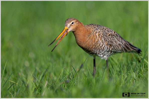 Uferschnepfe  |  Nikon Z9, NIKKOR Z 800 mm 1:6,3 VR S, ISO 800, 1/4000s, f/6,3
