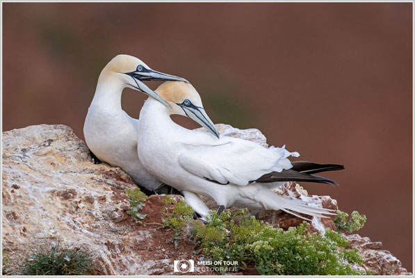 Basstölpelpaar  |  Nikon Z9, NIKKOR Z 800 mm 1:6,3 VR S mit TC 1,4 (1120 mm), ISO 1250, 1/1600s, f/9