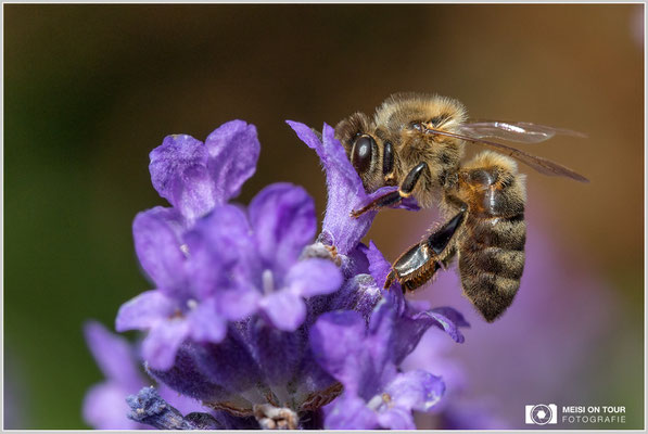 Biene  |  Canon EOS-5D Mark IV, Sigma 150 f/2,8 Makro DG OS HSM, ISO 640, 1/640s, f/9, Winkelsucher