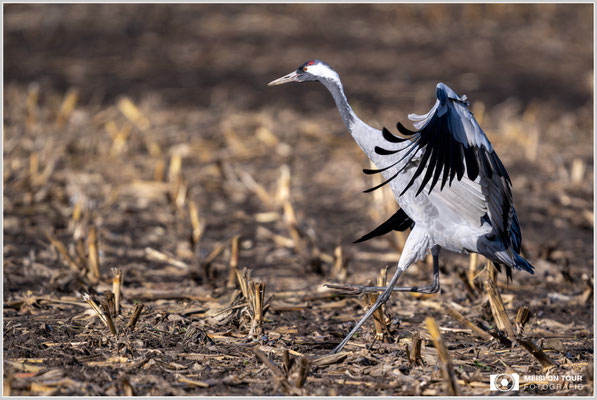 Kranich bei der Landung  |  Nikon Z9, NIKKOR Z 800 mm 1:6,3 VR S, ISO 360, 1/1250s, f/6,3