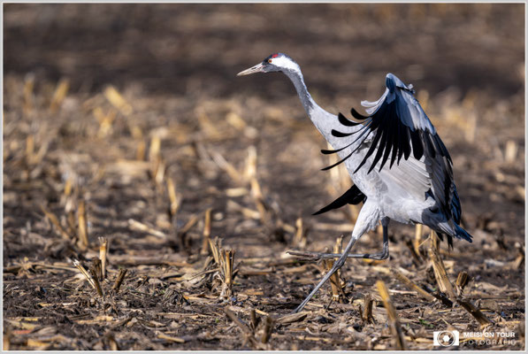 Kranich bei der Landung  |  Nikon Z9, NIKKOR Z 800 mm 1:6,3 VR S, ISO 360, 1/1250s, f/6,3