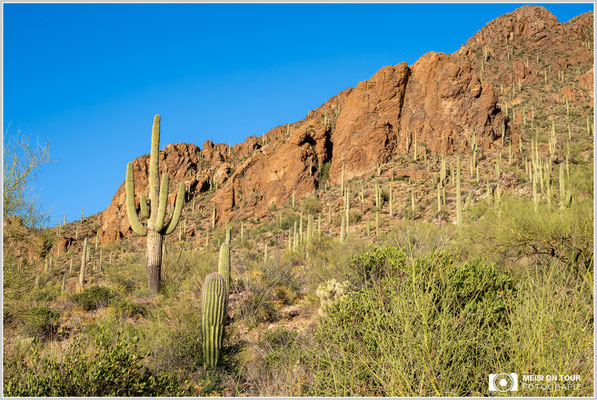 Saguaro NP | Nikon Z8, NIKKOR Z 24-120 mm 1:4 S (52 mm), ISO 180, 1/60, f/16