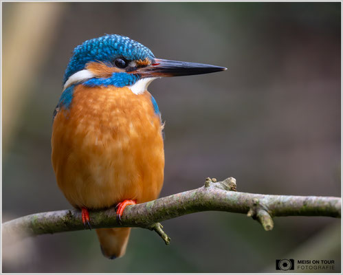 Eisvogel  |  Nikon Z9, NIKKOR Z 800 mm 1:6,3 VR S, ISO 1800, 1/100s, f/6,3