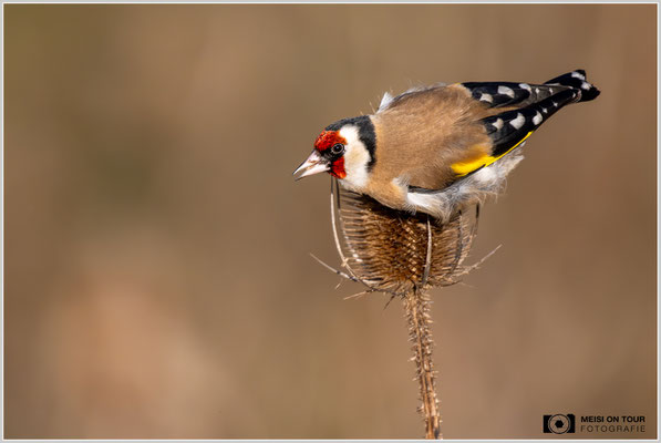 Stieglitz an Weber-Karde  |  Nikon Z9, NIKKOR Z 800 mm 1:6,3 VR S mit TC1,4x (1120 mm), ISO 2200, 1/3200s, f/9