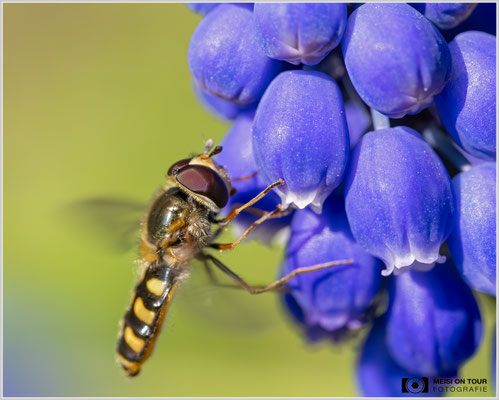 Schwebfliege  |  Nikon Z8, Sony FE 100mm F2.8 Makro GM OSS mit Sony Konverter 2,0 (200mm), ISO 4000, 1/1600s, f/11
