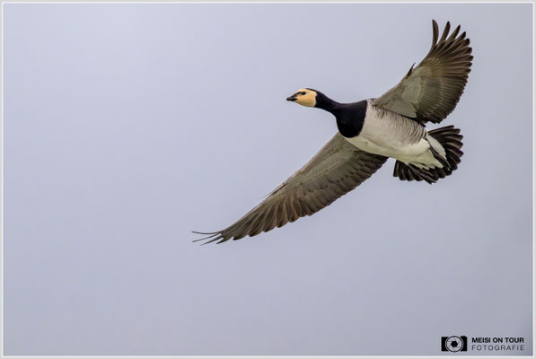 Weißwangengans  |  Nikon Z9, NIKKOR Z 800 mm 1:6,3 VR S mit TC1,4x (1120 mm), ISO 2000, 1/2500s, f/9