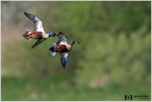 Löffelenten  |  Nikon Z8, NIKKOR Z 800 mm 1:6,3 VR S mit TC1,4x (1120 mm), ISO 2500, 1/4000s, f/9
