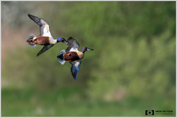 Löffelenten  |  Nikon Z8, NIKKOR Z 800 mm 1:6,3 VR S mit TC1,4x (1120 mm), ISO 2500, 1/4000s, f/9