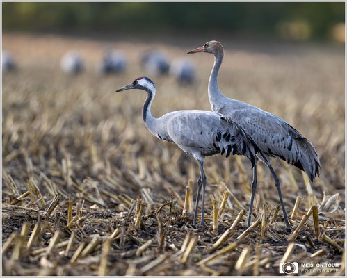 Kranich mit Jungtier  |  Nikon Z9, NIKKOR Z 800 mm 1:6,3 VR S, ISO 1250, 1/1250s, f/6,3