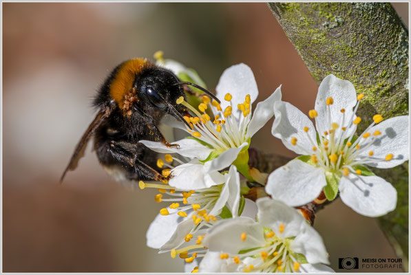 Dunkle Erdhummel  |  Nikon Z8, Sony FE 100mm F2.8 Makro GM OSS mit Sony Konverter 2,0 (200mm), ISO 1100, 1/1600s, f/11